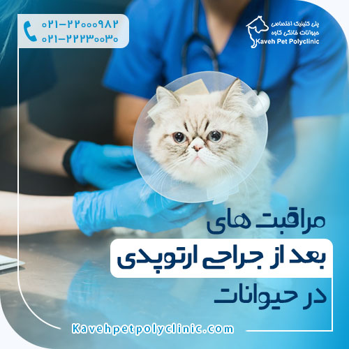 مراقبت های بعد از جراحی ارتوپدی در حیوانات