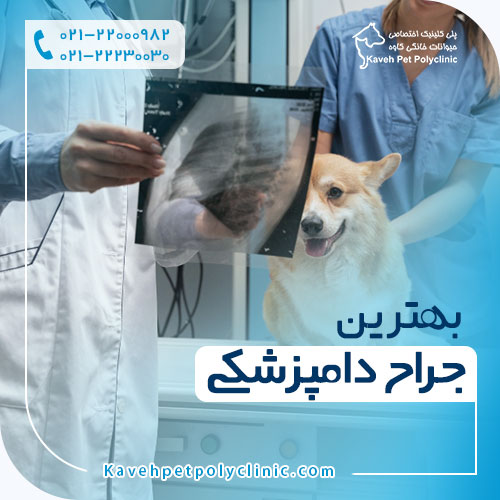  بهترین جراح دامپزشکی