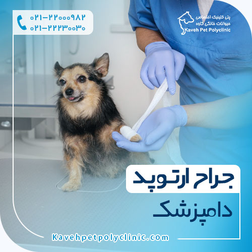 جراح ارتوپد دامپزشک جراح ارتوپد دامپزشک