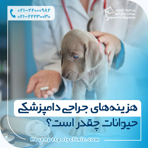 هزینه های جراحی دامپزشکی حیوانات چقدر است؟