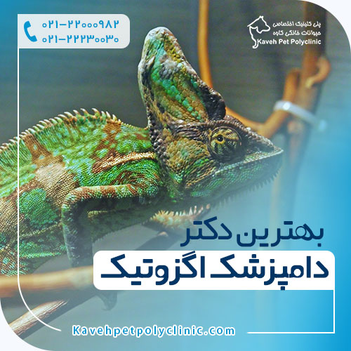 بهترین دکتر دامپزشک اگزوتیک