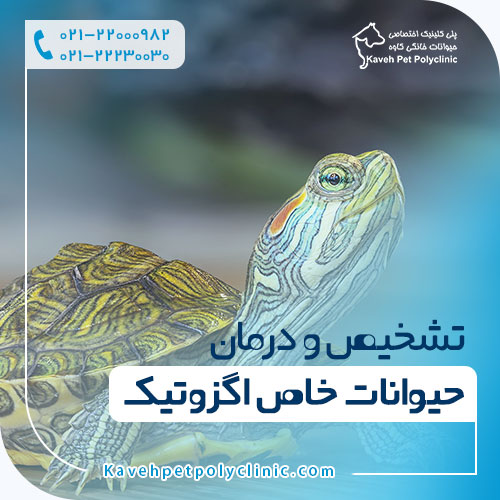 تشخیص و درمان حیوانات خاص اگزوتیک