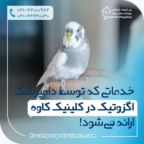 خدماتی که توسط دامپزشک اگزوتیک در کلینیک کاوه ارائه میشود!